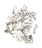 Trifurcon Molex Pins